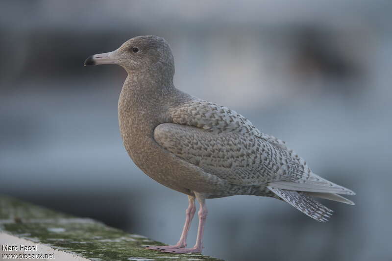 Glaucous Gull male First year, identification