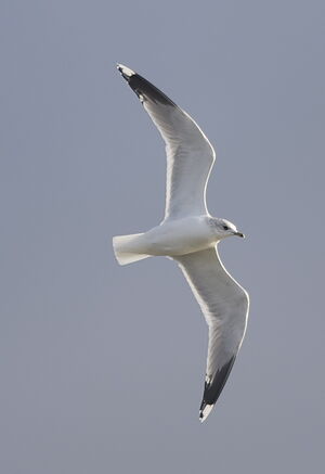 Mew Gull