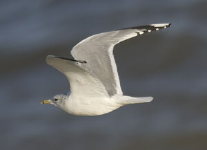 Mew Gull