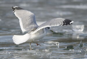 Go�land cendr� 
&copy; Marc Fasol