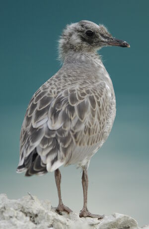 Mew Gull