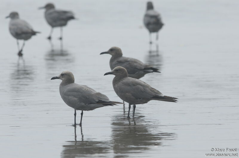 Grey Gull, identification