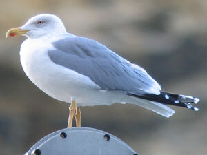 Yellow-legged Gull