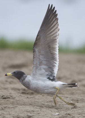 Belcher's Gull