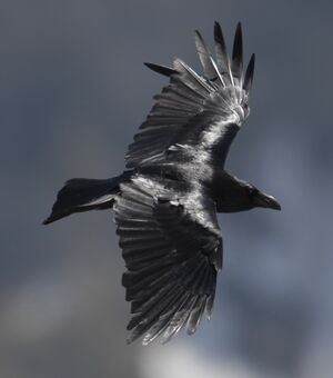 Grand Corbeau 
&copy; Marc Fasol