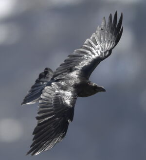Grand Corbeau 
&copy; Marc Fasol