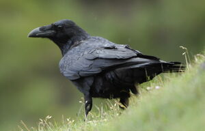 Grand Corbeau 
&copy; Marc Fasol