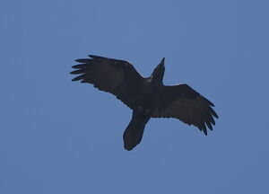 Grand Corbeau 
&copy; Marc Fasol