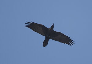Grand Corbeau 
&copy; Marc Fasol