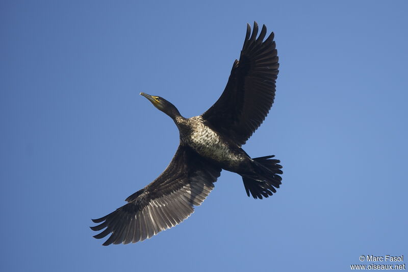 Great Cormorantimmature, Flight