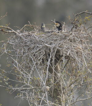 Great Cormorant 
&copy; Marc Fasol