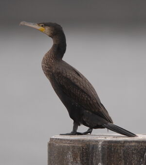 Great Cormorant 
&copy; Marc Fasol