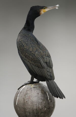 Great Cormorant 
&copy; Marc Fasol