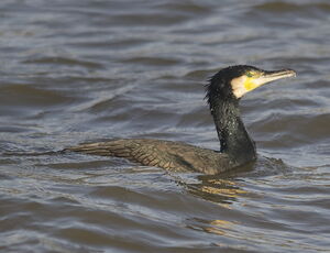 Great Cormorant 
&copy; Marc Fasol