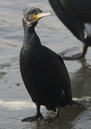 Great Cormorant 
&copy; Marc Fasol