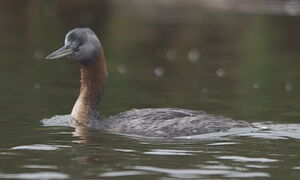 Great Grebe