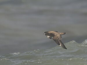 Great Skua