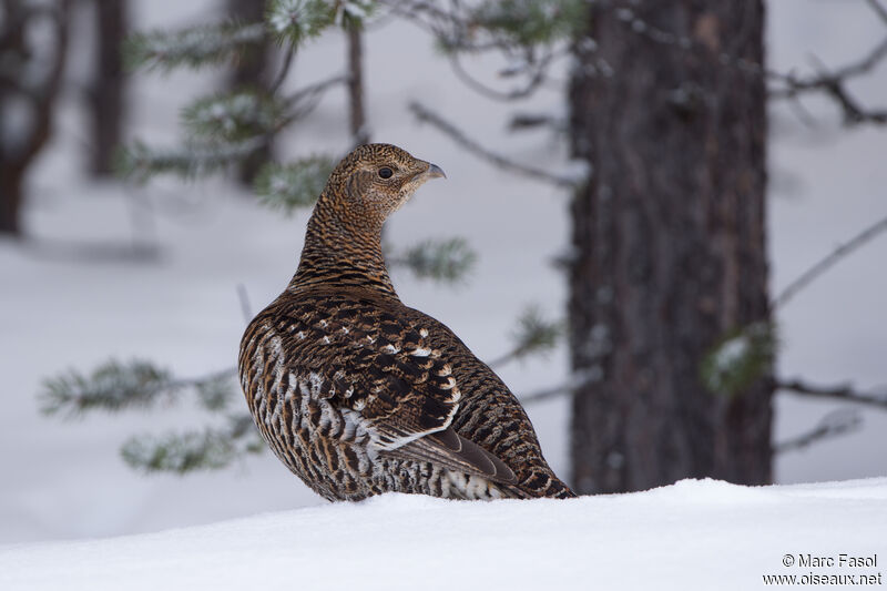 Western Capercaillie female adult, identification