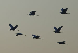 Grande Aigrette