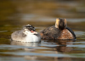 Horned Grebe