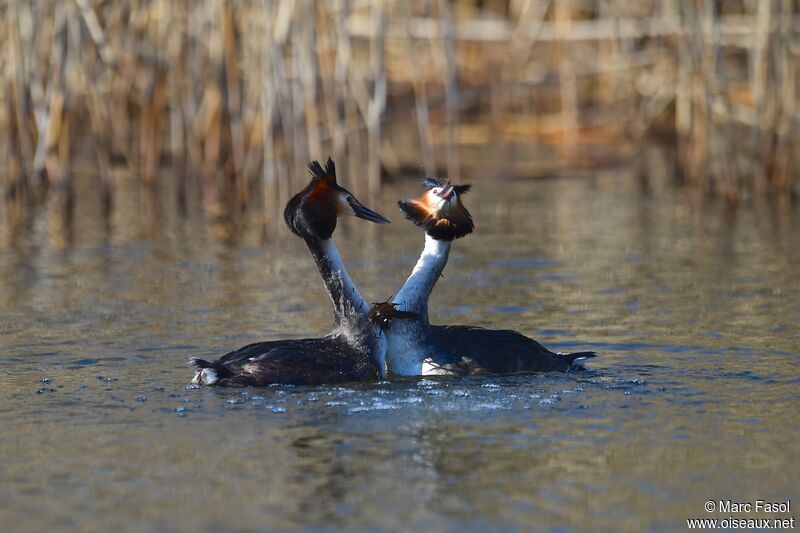 Great Crested Grebe adult breeding, identification, Reproduction-nesting, Behaviour