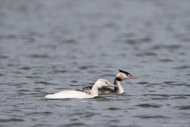 Great Crested Grebe adult post breeding, identification