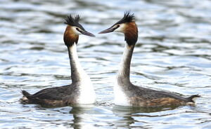 Great Crested Grebe