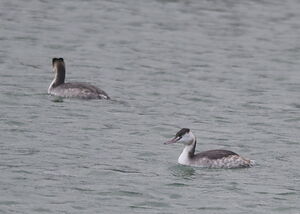 Great Crested Grebe