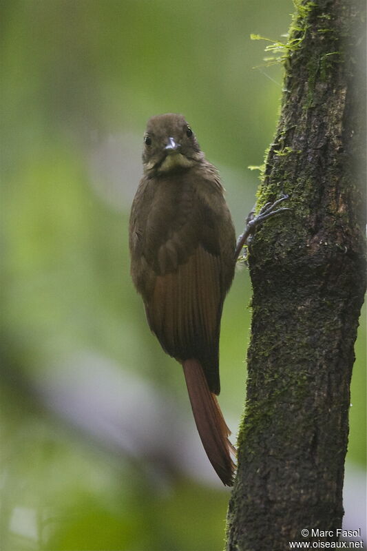 Tawny-winged Woodcreeperadult, identification, Behaviour