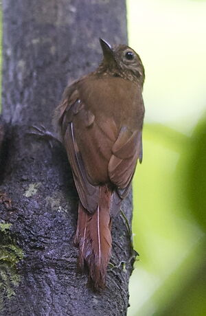 Wedge-billed Woodcreeper