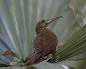 Strong-billed Woodcreeper