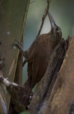 Strong-billed Woodcreeper