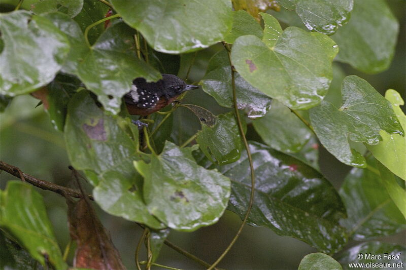 Dot-winged Antwren female adult, identification
