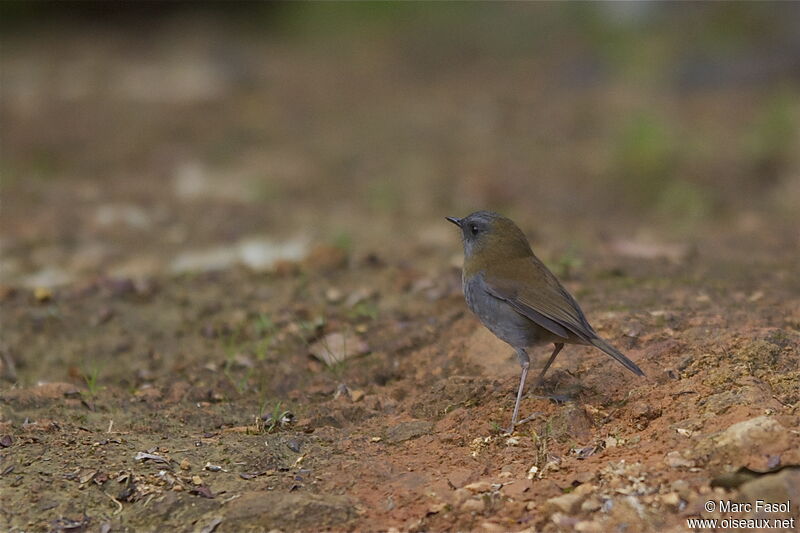 Black-billed Nightingale-Thrushadult, identification