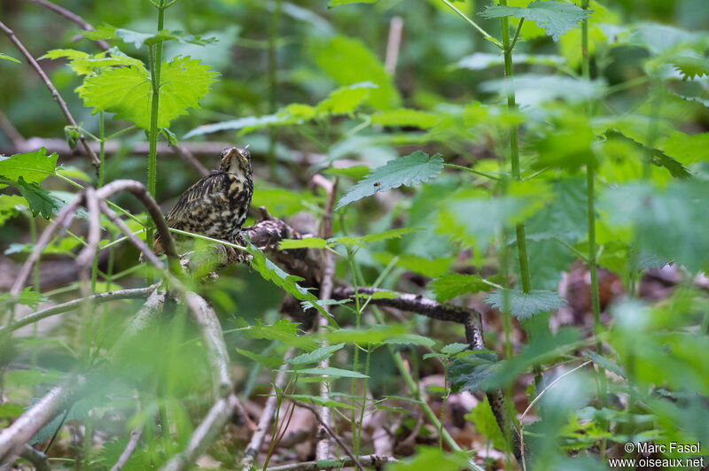 Mistle Thrushjuvenile, identification, camouflage
