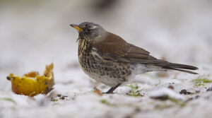 Fieldfare