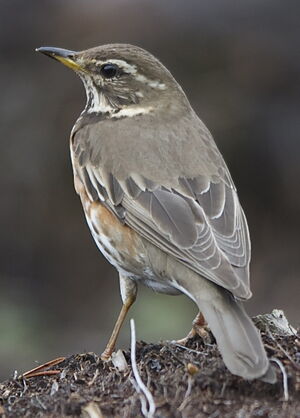 Redwing 
&copy; Marc Fasol