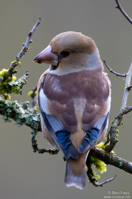 Hawfinch female adult, identification