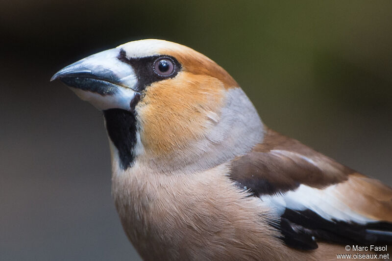 Hawfinch male, close-up portrait