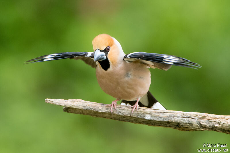 Hawfinch male adult breeding, identification, courting display