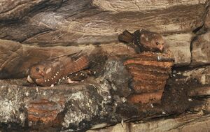Oilbird