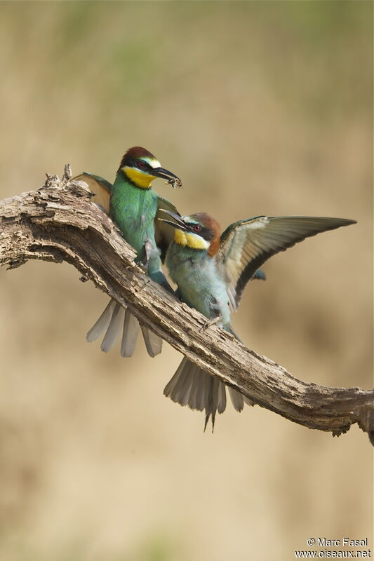 European Bee-eater adult breeding, identification, Behaviour