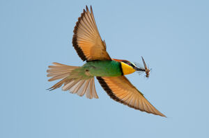 European Bee-eater 
&copy; Marc Fasol