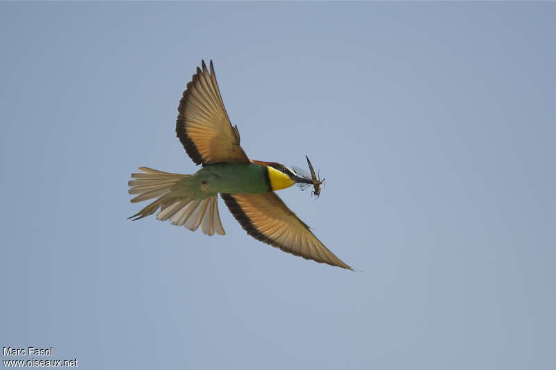 European Bee-eater male adult breeding, Flight, feeding habits
