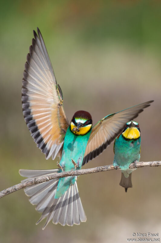 European Bee-eateradult breeding, Flight, feeding habits, courting display