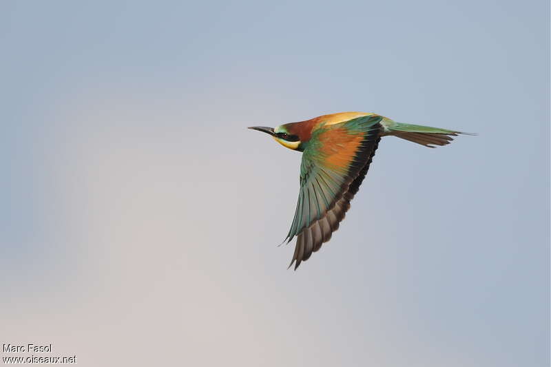 European Bee-eater male adult breeding, Flight