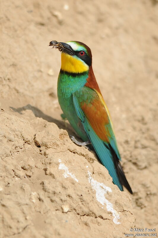 European Bee-eater male adult breeding, identification, feeding habits, Reproduction-nesting, Behaviour