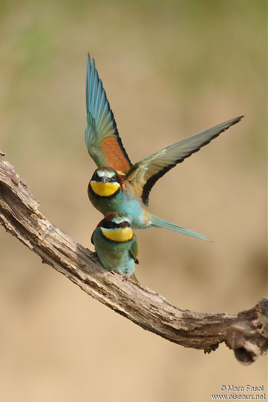 European Bee-eater adult breeding, identification