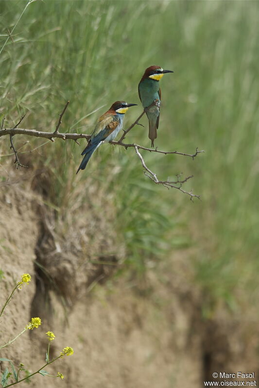 European Bee-eater , identification