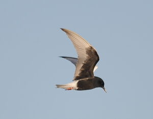 Guifette leucoptère
